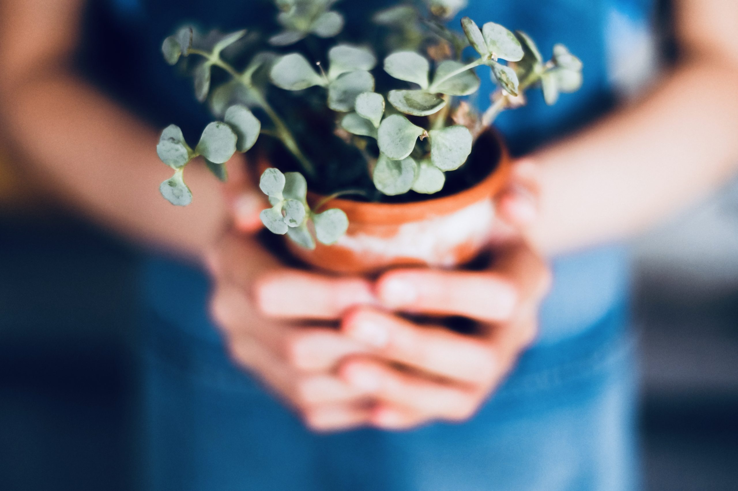simplenotsimple_motherhood_plant