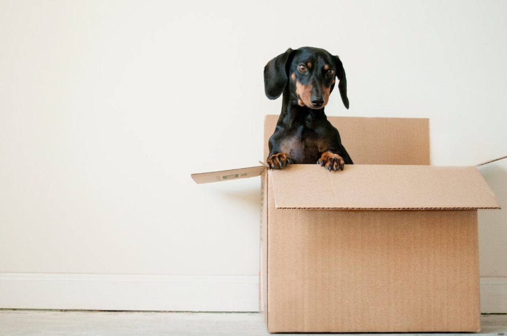 simplenotsimple_lifestyle_movingdog