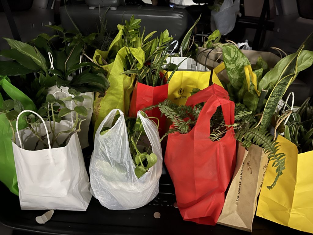 simplenotsimple_lifestyle_plants
